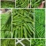 山东青椒301尖椒【原产地】对接，市场，超市电商保质保量！