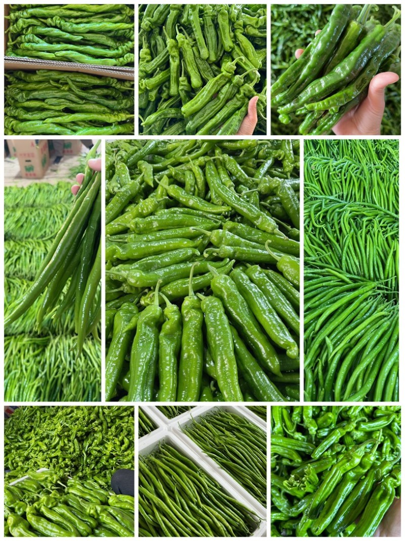 山东青椒301尖椒【原产地】对接，市场，超市电商保质保量！