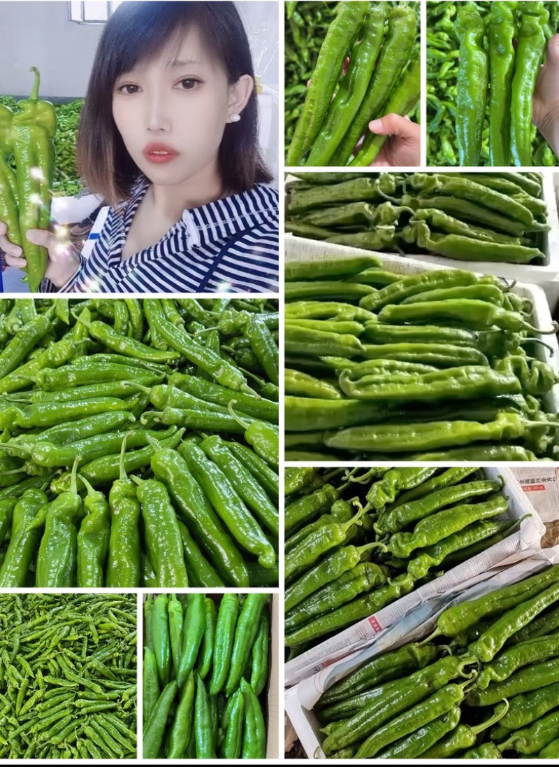山东青椒301尖椒【原产地】对接，市场，超市电商保质保量！