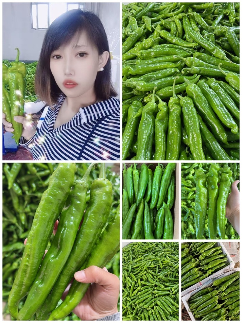 山东青椒301尖椒【原产地】对接，市场，超市电商保质保量！
