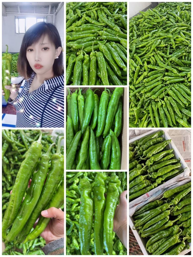 山东青椒301尖椒【原产地】对接，市场，超市电商保质保量！