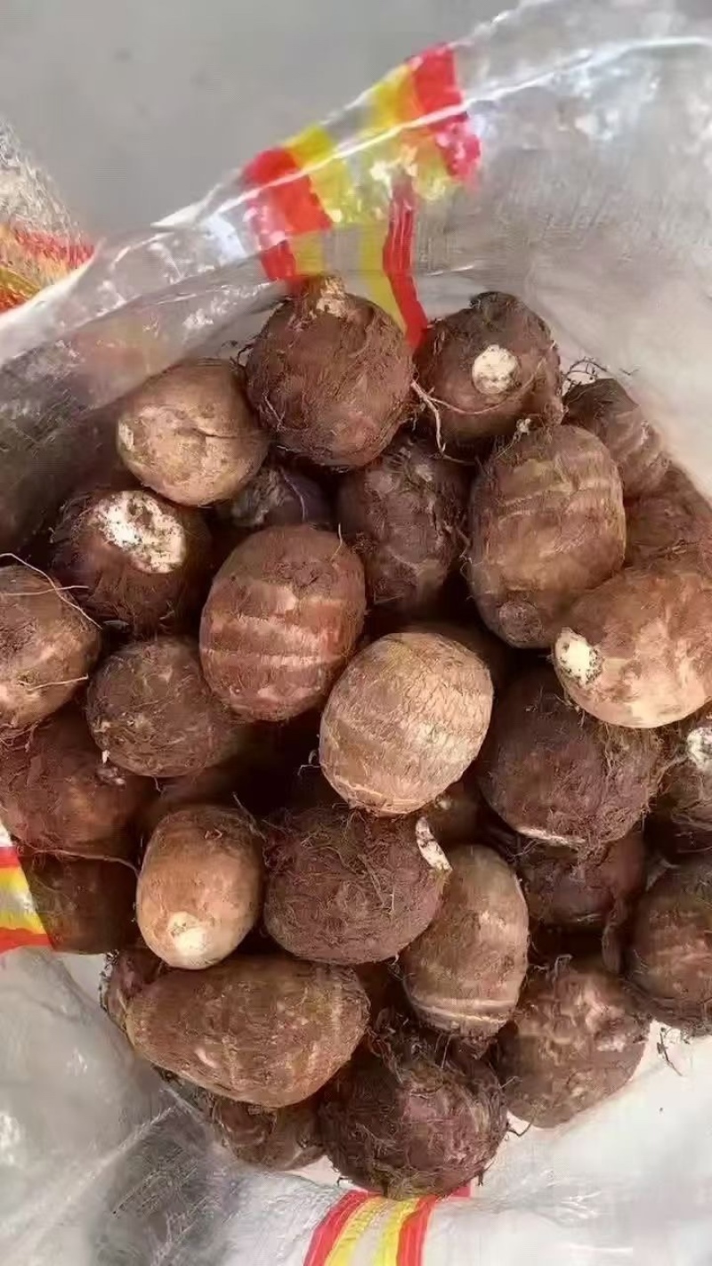 【坏烂包赔】山东8520芋头牛奶芋头保质保量全国发货