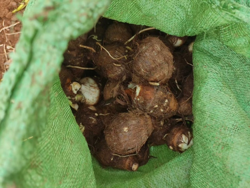 【坏烂包赔】山东8520芋头牛奶芋头保质保量全国发货