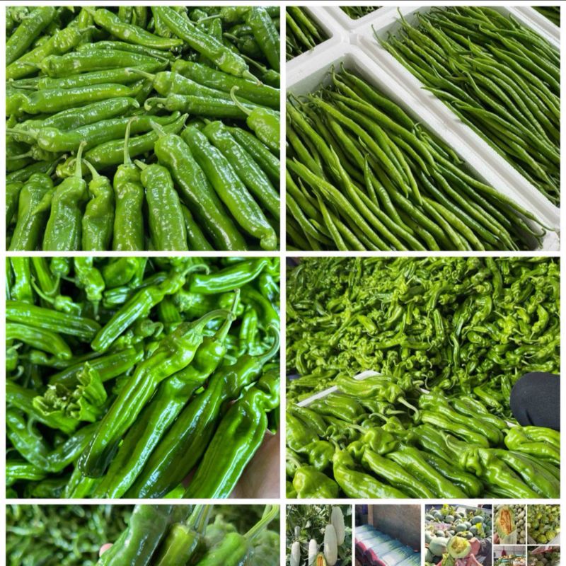 山东青椒301尖椒【原产地】对接，市场，超市电商保质保量！