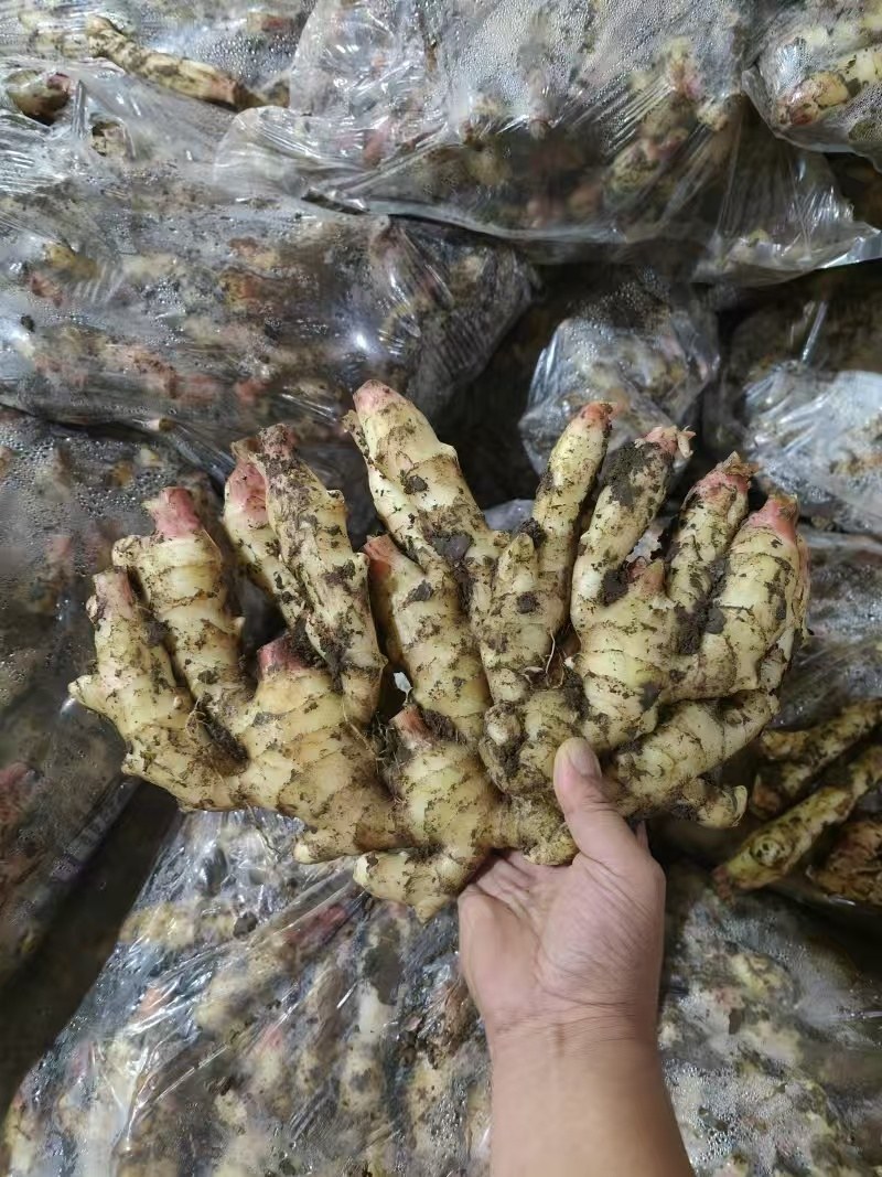 山东优质红芽鲜姜大量上市了，货源充足，价格便宜，