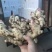 山东优质红芽鲜姜大量上市了，货源充足，价格便宜，
