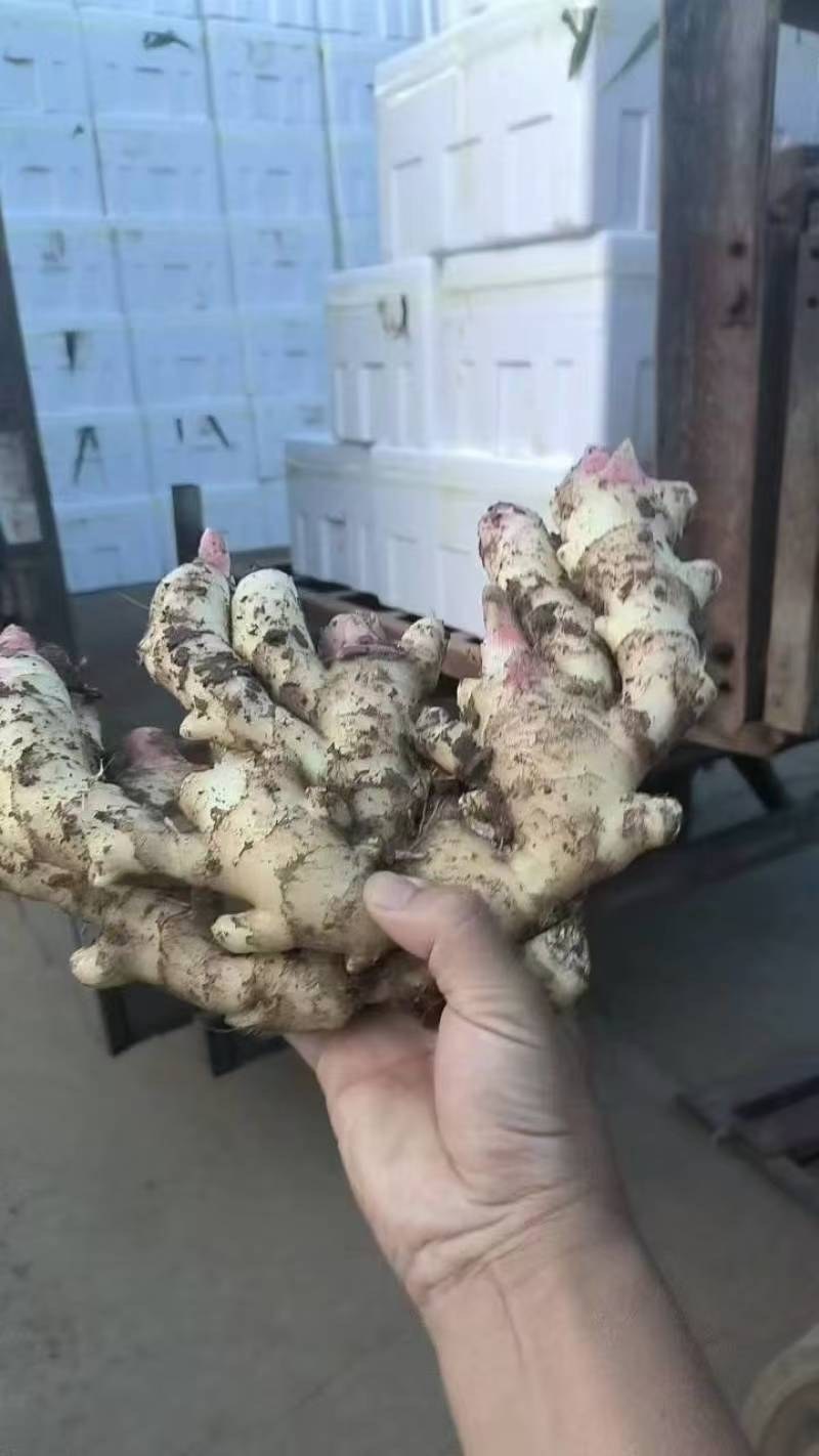 山东优质红芽鲜姜大量上市了，货源充足，价格便宜，