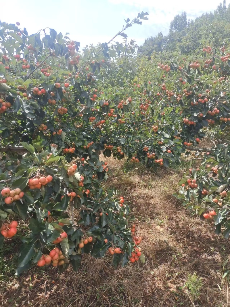 酸酸甜甜大绵球