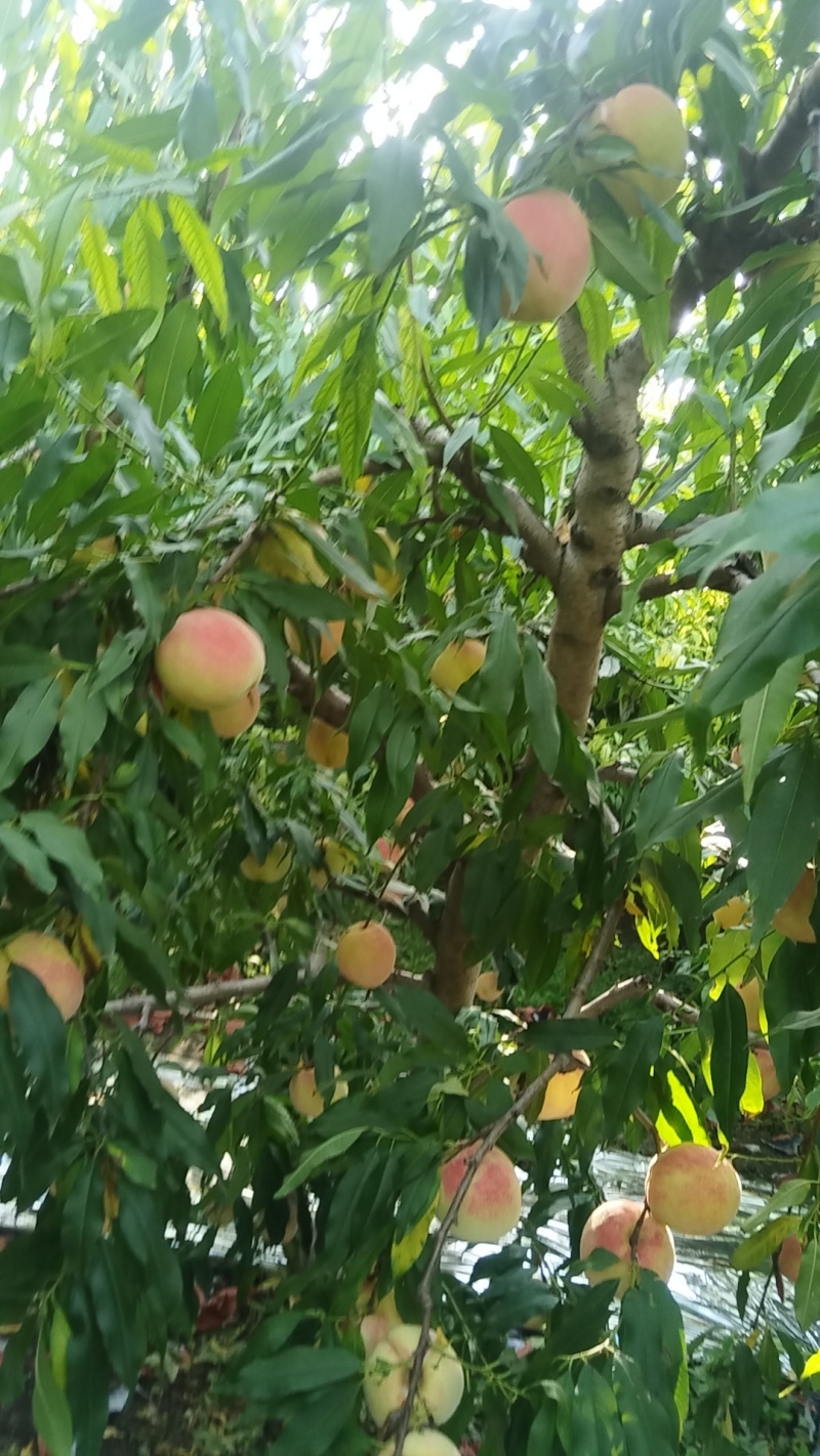水蜜桃半斤起步