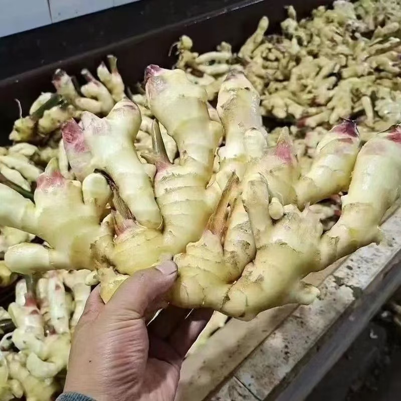 山东红芽鲜姜大量上市了，货源充足，全国发货