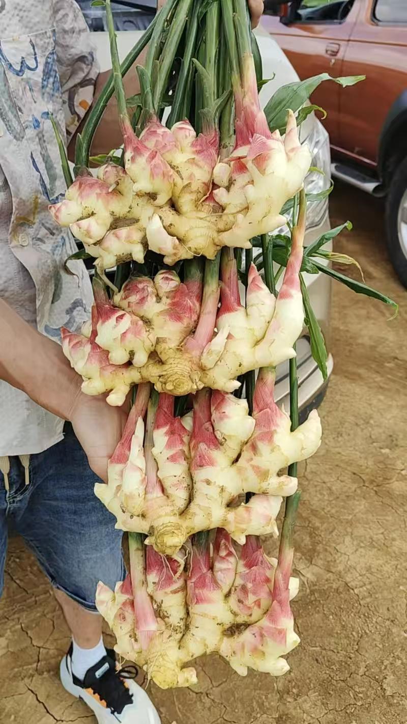 山东红芽鲜姜大量上市了，货源充足，全国发货