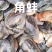 三角形带齿蚌白肉肉泡满新鲜蚌类湖北产地发货上车三角蚌批发