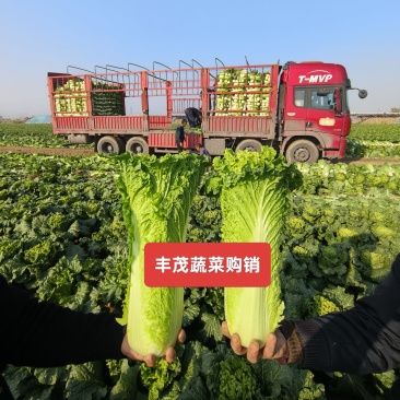 【实力】秋绿60白菜新货大量上市(散装袋装净菜质量精品