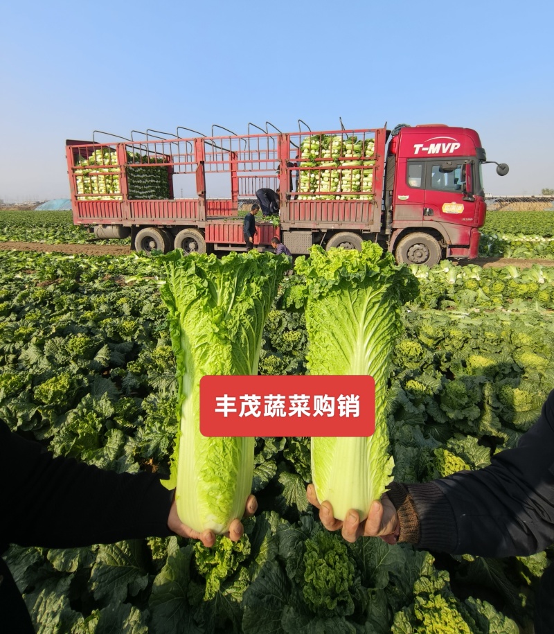【实力】秋绿60白菜新货大量上市（散装袋装净菜质量精品