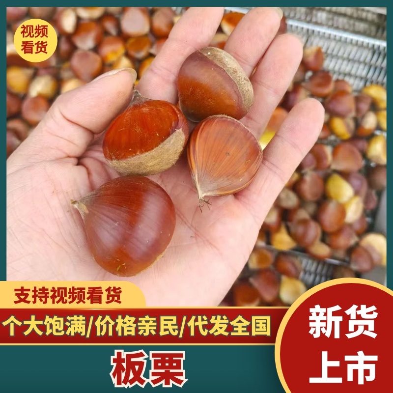 过筛板栗油板栗电商批发超市炒货店保质保量全国发货