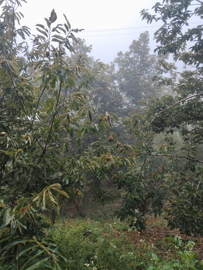 高山野生板栗