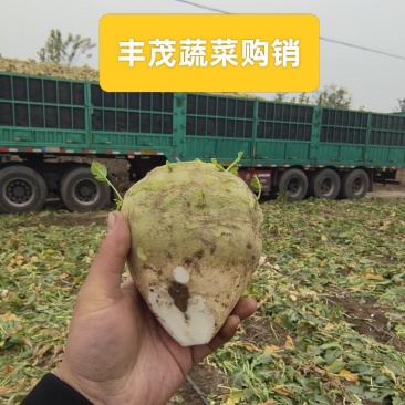 芥菜头4两以上货量大品质优良可全国发货量大从优