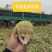 芥菜头4两以上货量大品质优良可全国发货量大从优