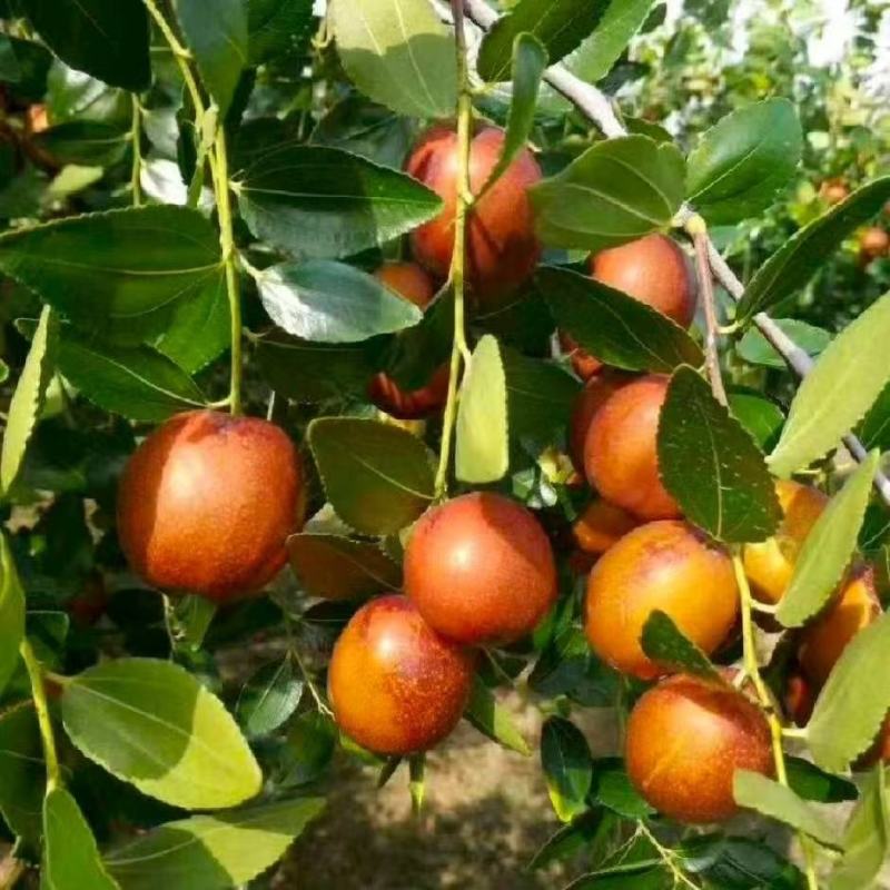 昌邑市大陆蜜罐、梨枣、芒果，八八红、脆枣…