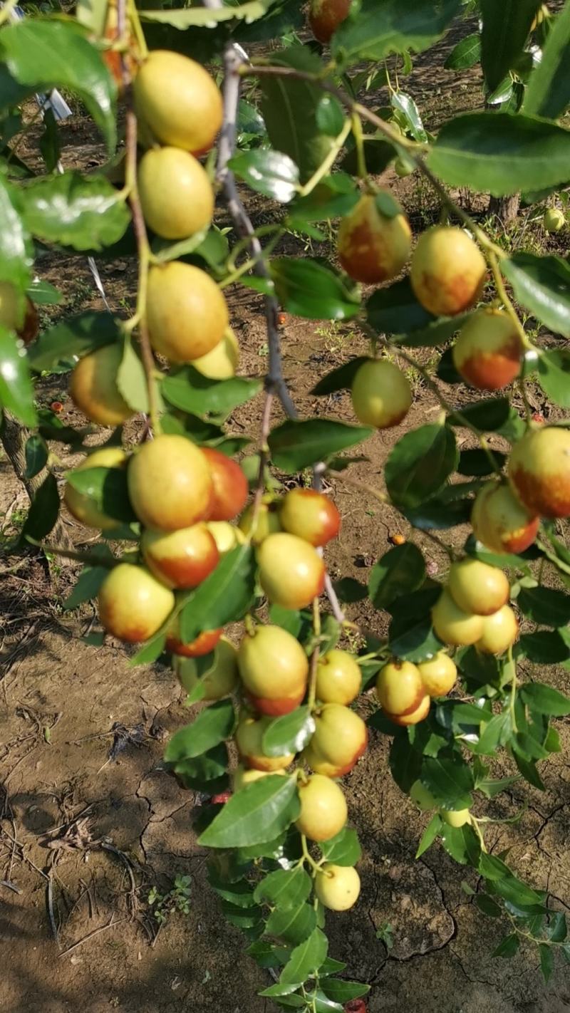 昌邑市大陆蜜罐、梨枣、芒果，八八红、脆枣…