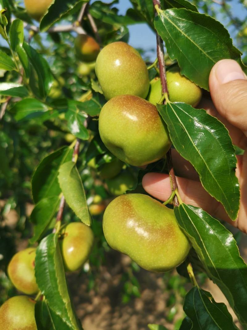 昌邑市大陆蜜罐、梨枣、芒果，八八红、脆枣…
