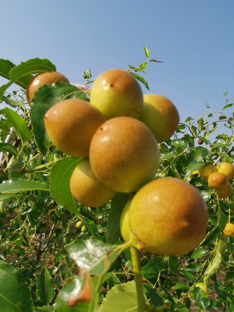 昌邑市大陆蜜罐、梨枣、芒果，八八红、脆枣…