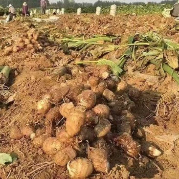 山东临沂沂水8520毛芋头芋头