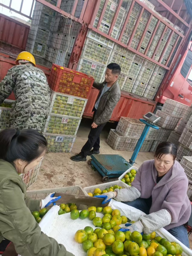 蜜柑，产地直发，大量有货，欢迎各位老板咨询采购