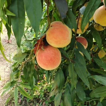 永莲蜜桃