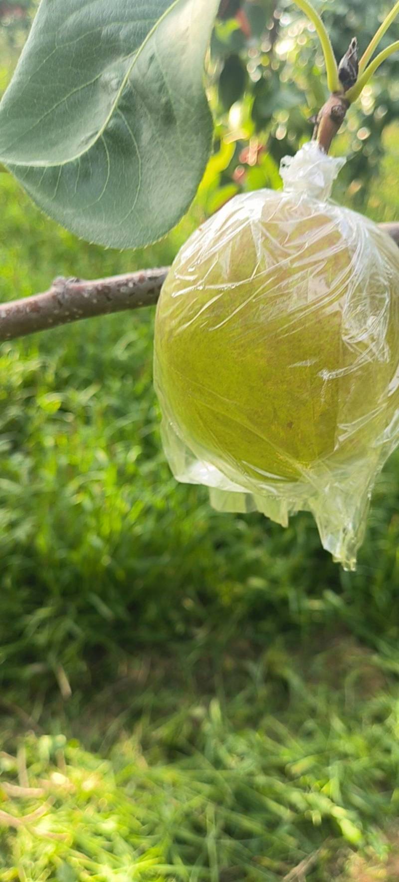 山西隰县玉露香梨，产地直发