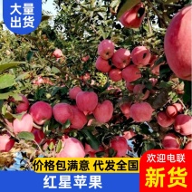 25年新货红星苹果新鲜采摘价格便宜批发电商超市