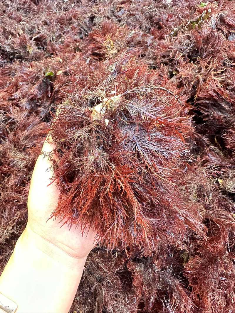石花菜干货货源充足，量大从优对接全国市场，欢迎咨询