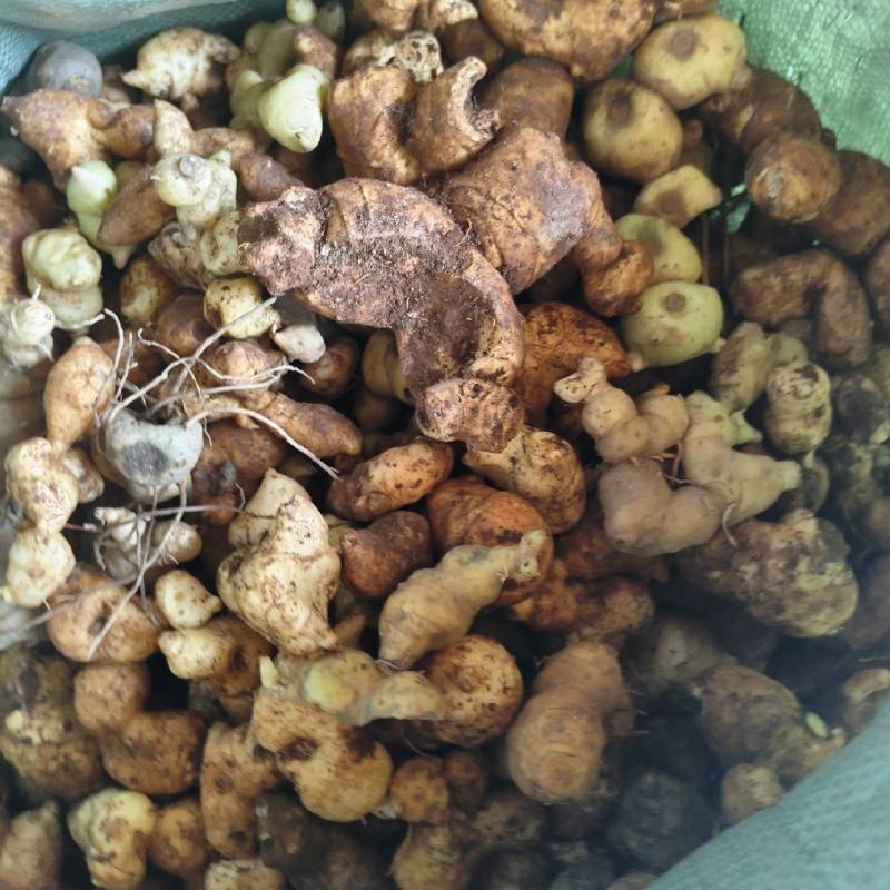 云南野生下山货滇黄精老虎姜现货