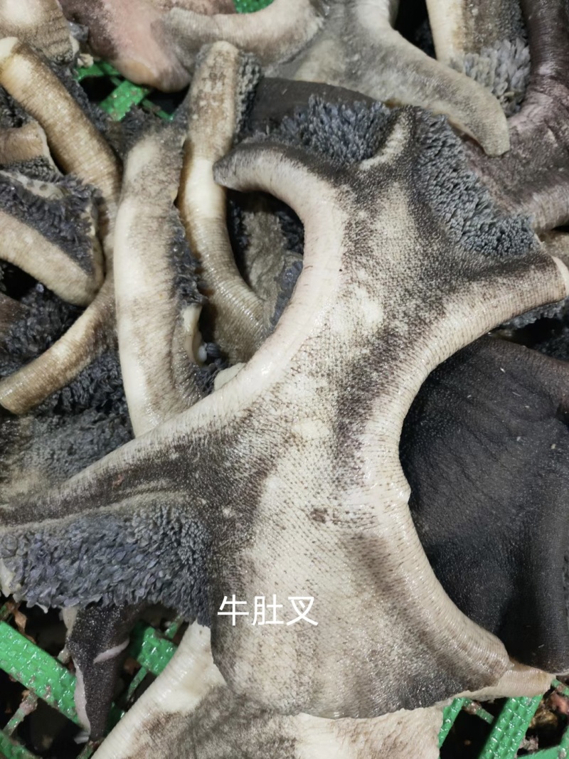牛肚叉