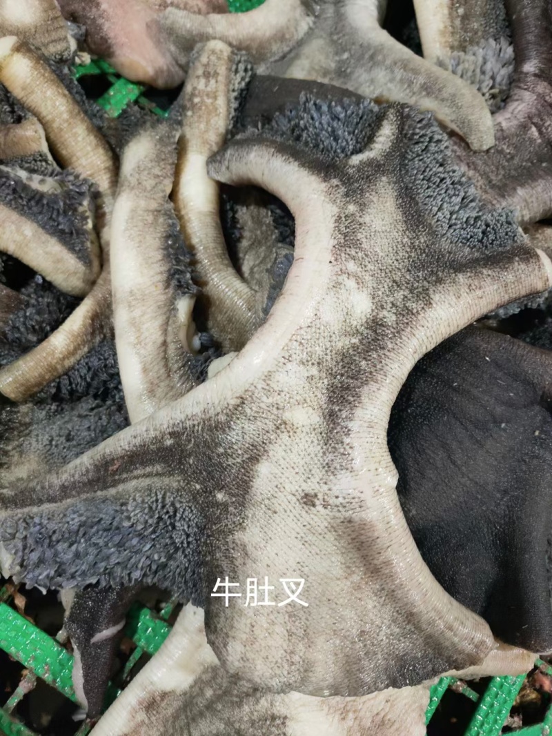 牛肚叉