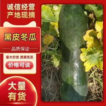 隆尧精品黑皮冬瓜大量上市，可装半挂，代发全国