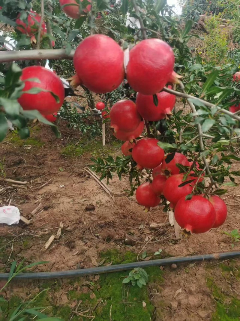 突尼斯软籽石榴