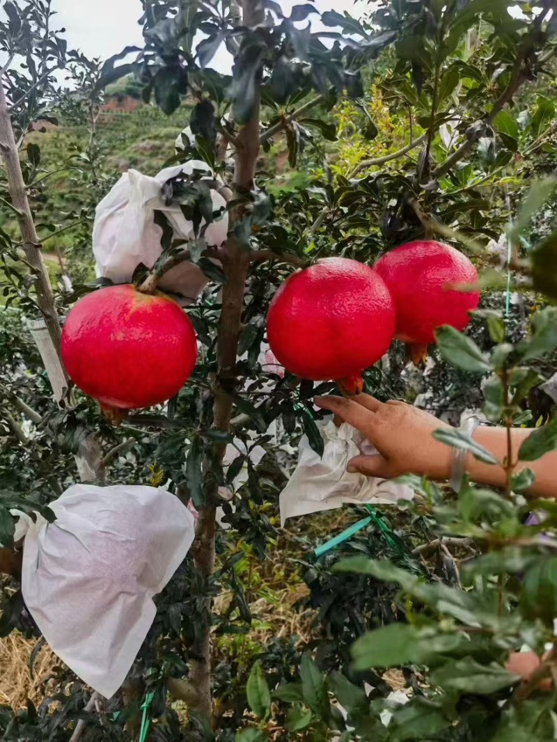 突尼斯软籽石榴
