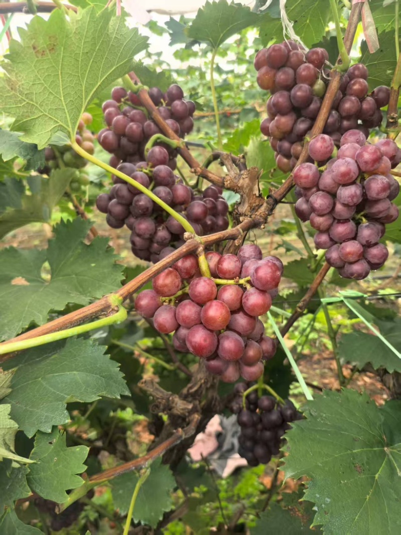 葡萄河北葡萄软枝巨峰葡萄基地现摘直发货源充足