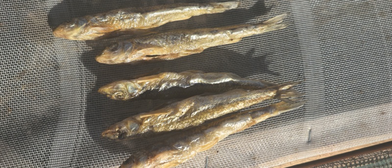 大号火焙棍子鱼干黑龙江野生鱼，鲜货加工，一手货源