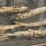 大号火焙棍子鱼干黑龙江野生鱼，鲜货加工，一手货源