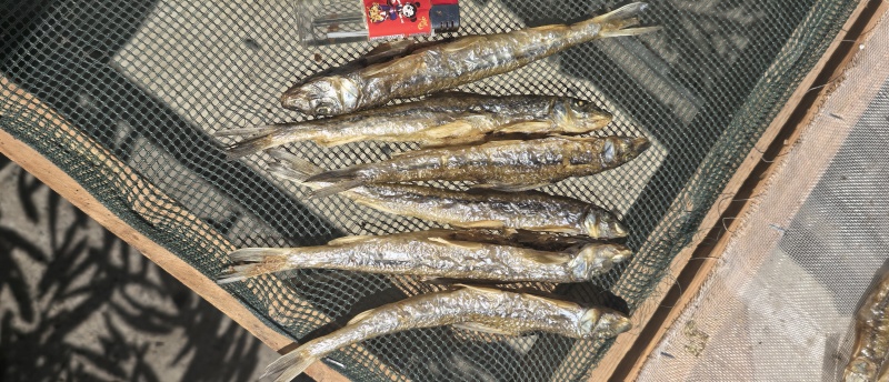 大号火焙棍子鱼干黑龙江野生鱼，鲜货加工，一手货源