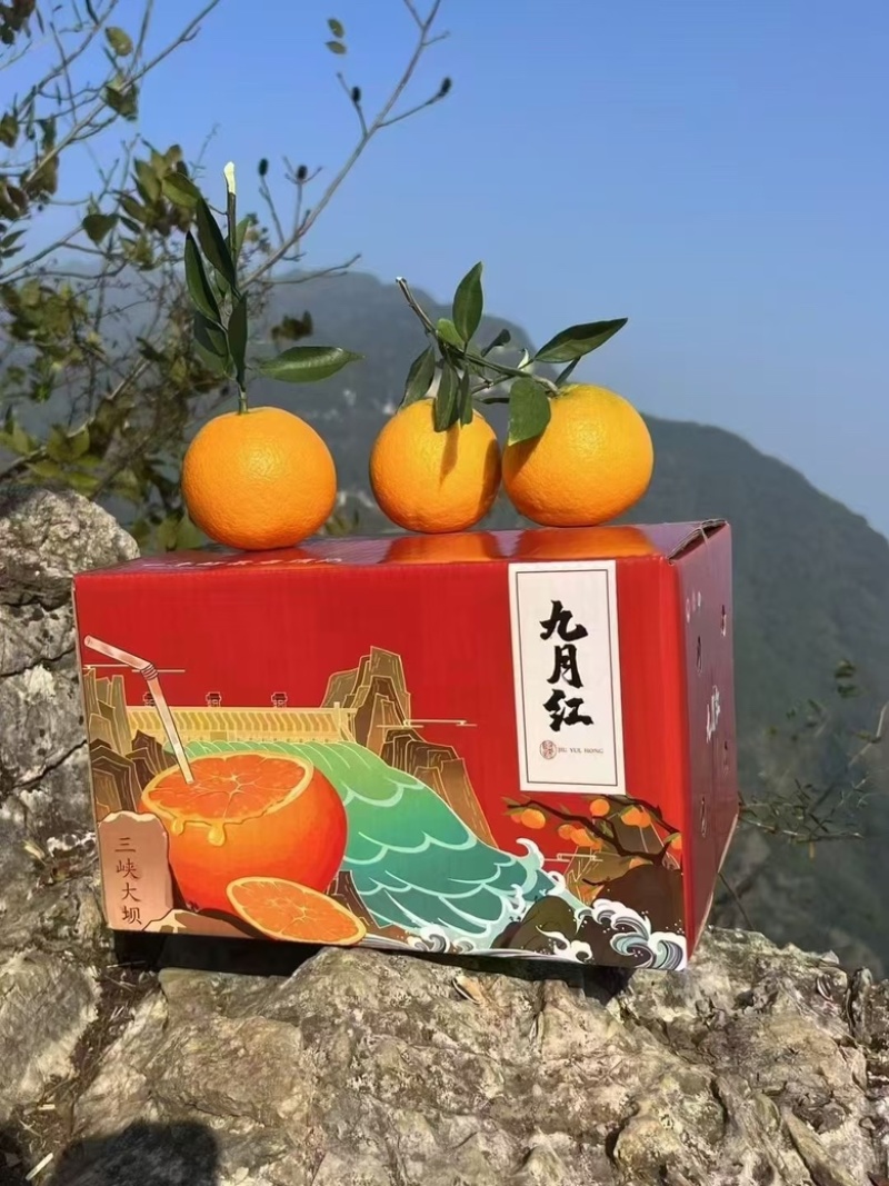 果冻橙九月红