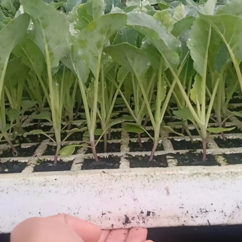 高角青杆松花苗