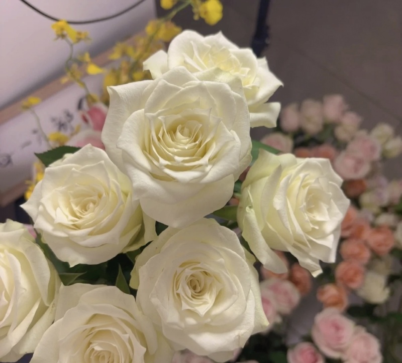 骄傲大花月季袋苗可用于园林工程绿化花束全国发