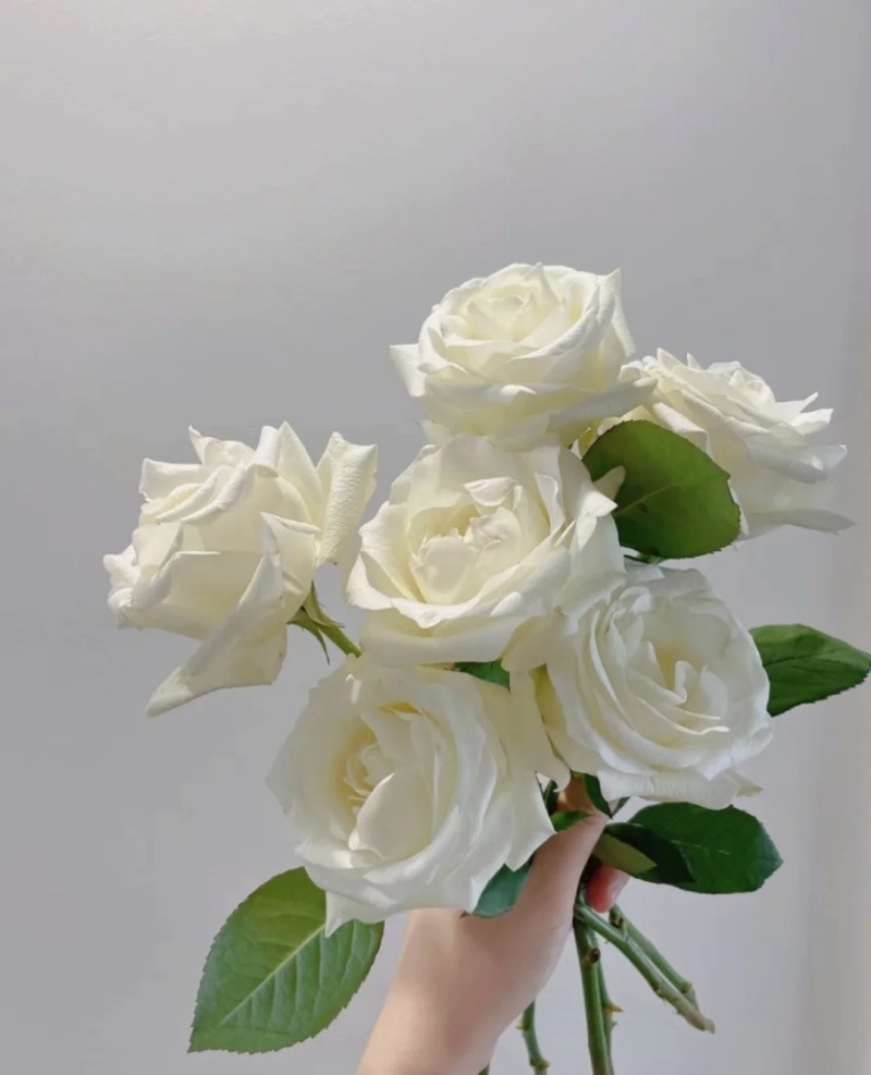 骄傲大花月季袋苗可用于园林工程绿化花束全国发