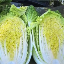 宁夏黄心白菜/银川白菜/对接电商一件代发便宜优惠
