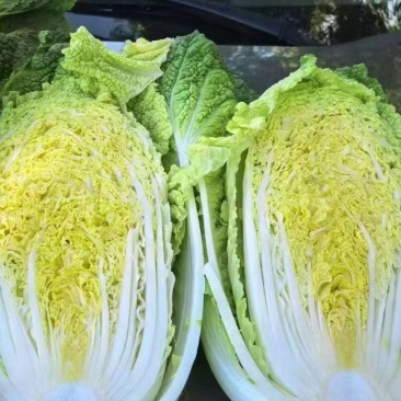 宁夏黄心白菜/银川白菜/对接电商一件代发便宜优惠