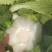 宁夏黄心白菜/银川白菜/对接电商一件代发便宜优惠