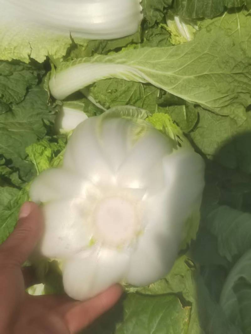 宁夏黄心白菜/银川白菜/对接电商一件代发便宜优惠